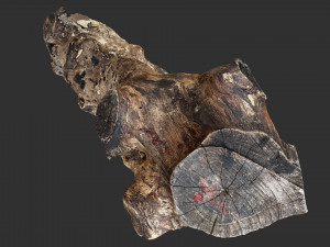 3d scan withered tree trunk in highpoly Modèle 3D