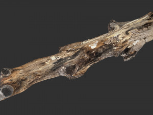 3d scan withered tree trunk in highpoly Modèle 3D