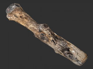 3d scan withered tree trunk in highpoly Modèle 3D