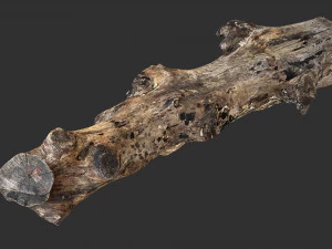 3d scan withered tree trunk in highpoly 3D Model