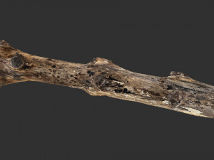 3d scan withered tree trunk in highpoly Modèle 3D