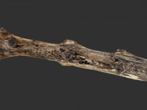 3d scan withered tree trunk in highpoly 3D Model