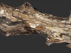 3d scan withered tree trunk in highpoly Modèle 3D