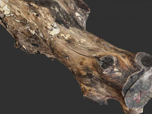 3d scan withered tree trunk in highpoly 3D Model
