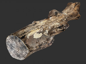 3d scan withered tree trunk in highpoly Modèle 3D