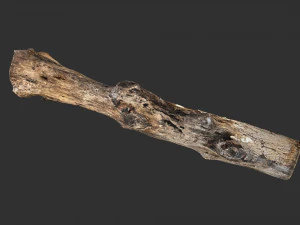 3d scan withered tree trunk in highpoly 3D Model