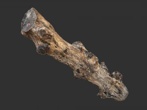 3d scan withered tree trunk in highpoly 3D Model