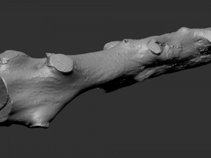 3d scan withered tree trunk in highpoly Modèle 3D