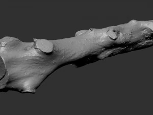 3d scan withered tree trunk in highpoly 3D Model