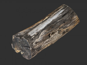 A withered piece of wood 3d scan in highpoly Modelo 3D