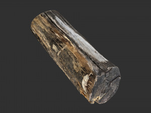 A withered piece of wood 3d scan in highpoly Modelo 3D