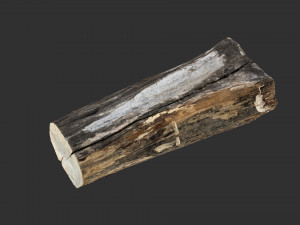 A withered piece of wood 3d scan in highpoly Modelo 3D