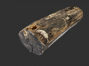 A withered piece of wood 3d scan in highpoly Modelo 3D
