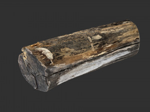 A withered piece of wood 3d scan in highpoly Modelo 3D