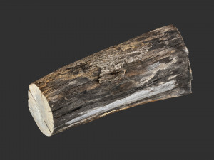 A withered piece of wood 3d scan in highpoly Modelo 3D