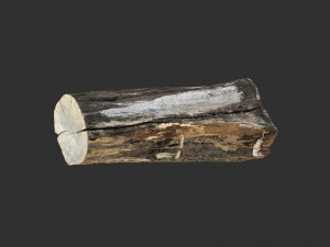 A withered piece of wood 3d scan in highpoly Modelo 3D