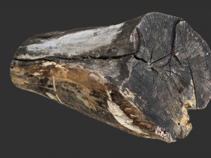 A withered piece of wood 3d scan in highpoly Modelo 3D
