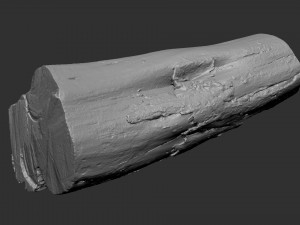 A withered piece of wood 3d scan in highpoly Modelo 3D