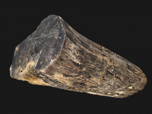 A withered piece of wood 3d scan in highpoly Modelo 3D
