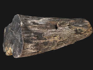 A withered piece of wood 3d scan in highpoly Modelo 3D