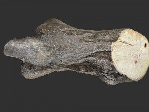 A piece of sawn wood 3d scan in highpoly Modello 3D