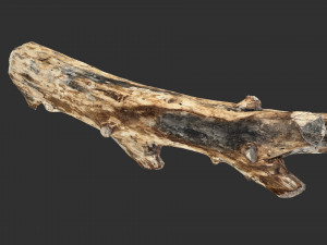 Tree trunk 3d scan highpoly Modelo 3D