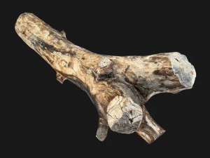 Skan 3D pnia drzewa highpoly Model 3D