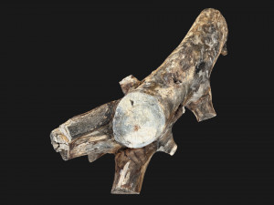Tree trunk 3d scan highpoly Model 3D