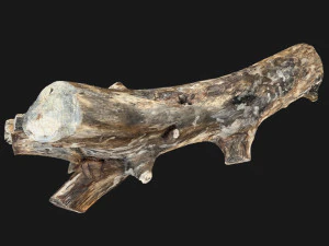 Skan 3D pnia drzewa highpoly Model 3D