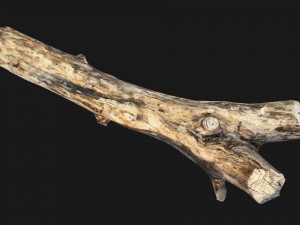 Tree trunk 3d scan highpoly Model 3D