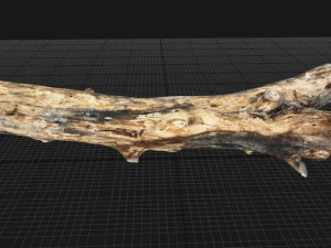 Skan 3D pnia drzewa highpoly Model 3D