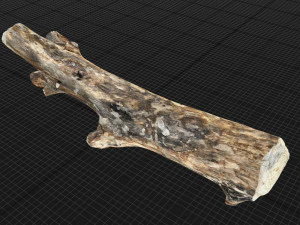 Skan 3D pnia drzewa highpoly Model 3D