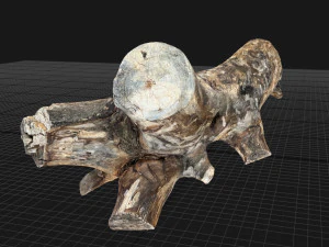 Skan 3D pnia drzewa highpoly Model 3D