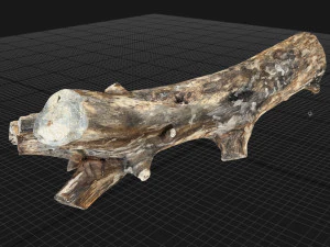 Skan 3D pnia drzewa highpoly Model 3D