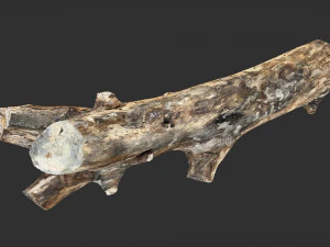 Skan 3D pnia drzewa highpoly Model 3D