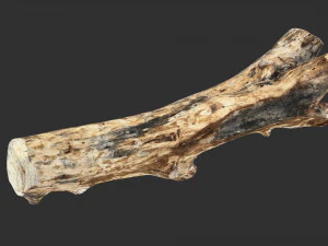 Skan 3D pnia drzewa highpoly Model 3D