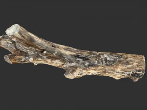 Skan 3D pnia drzewa highpoly Model 3D