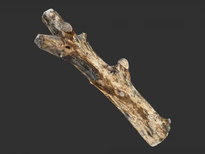 Skan 3D pnia drzewa highpoly Model 3D