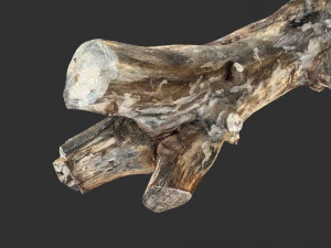 Skan 3D pnia drzewa highpoly Model 3D