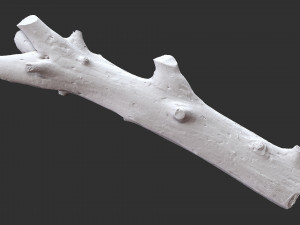 Tree trunk 3d scan highpoly Model 3D