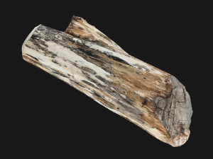 Tree trunk 3d scan highpoly Modelo 3D