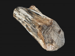 Tree trunk 3d scan highpoly Model 3D