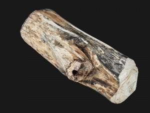 Tree trunk 3d scan highpoly Model 3D