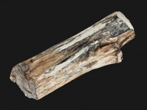 Tree trunk 3d scan highpoly Model 3D