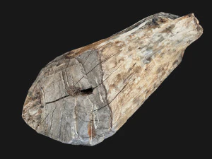 3D сканування стовбура дерева highpoly 3D Модель