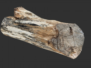 Tree trunk 3d scan highpoly Model 3D