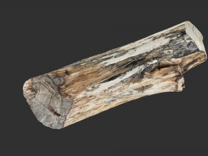 Tree trunk 3d scan highpoly Model 3D