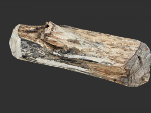 3D сканування стовбура дерева highpoly 3D Модель