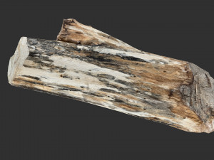 Tree trunk 3d scan highpoly Model 3D