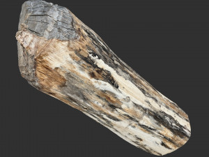 Tree trunk 3d scan highpoly Model 3D